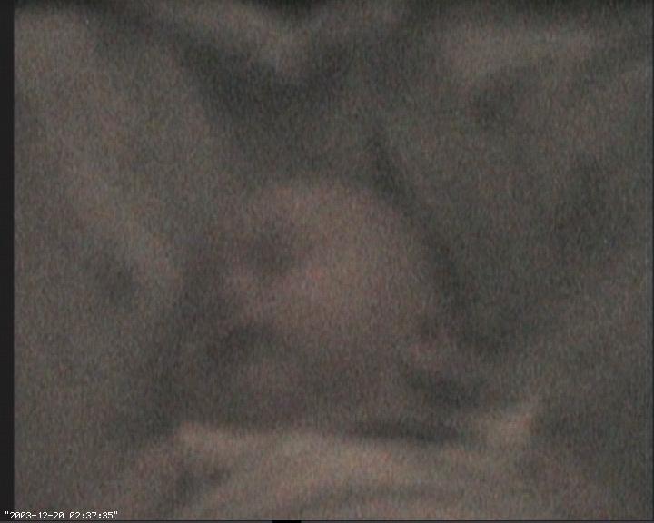 Baby/webcam/20031220-023735.jpg