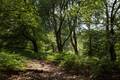 SouthEast-England-Ancient-Forrest.jpg