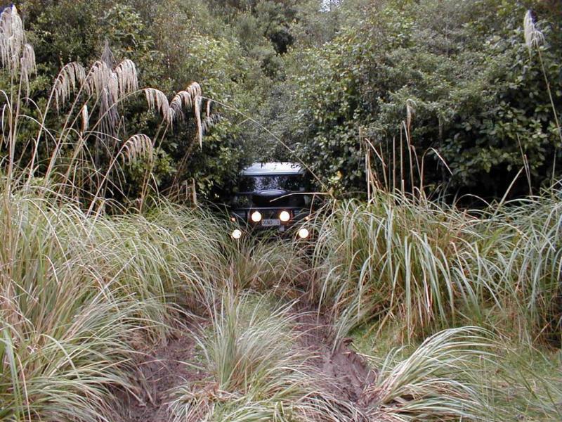 nzlro/Dino's_Landy/landybush.JPG